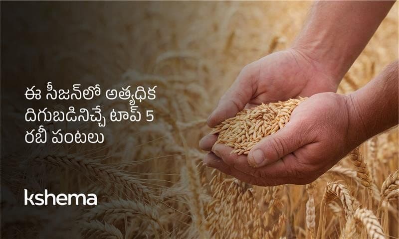 ఈ సీజన్‌లో అత్యధిక దిగుబడినిచ్చే టాప్ 5 రబీ పంటలు (2026)