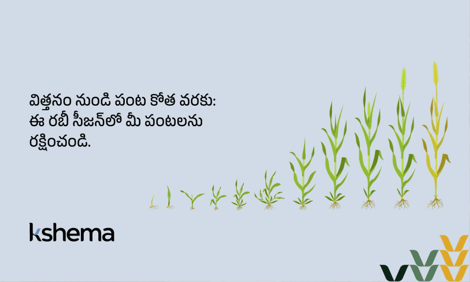 భారతదేశంలో రబీ సీజన్: పంటలు, కాలక్రమం, సవాళ్లు మరియు బీమా ప్రయోజనాలు