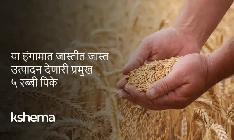 २०२६ मध्ये सर्वाधिक नफा देणारी रबी पिके (मराठी मार्गदर्शक)
