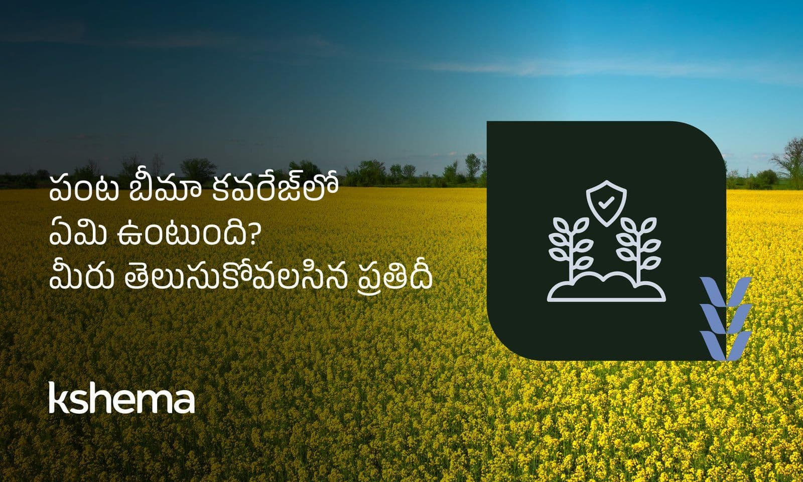 పంట బీమా కవరేజ్‌లో ఏమి ఉంటుంది? మీరు తెలుసుకోవలసిన ప్రతిదీ