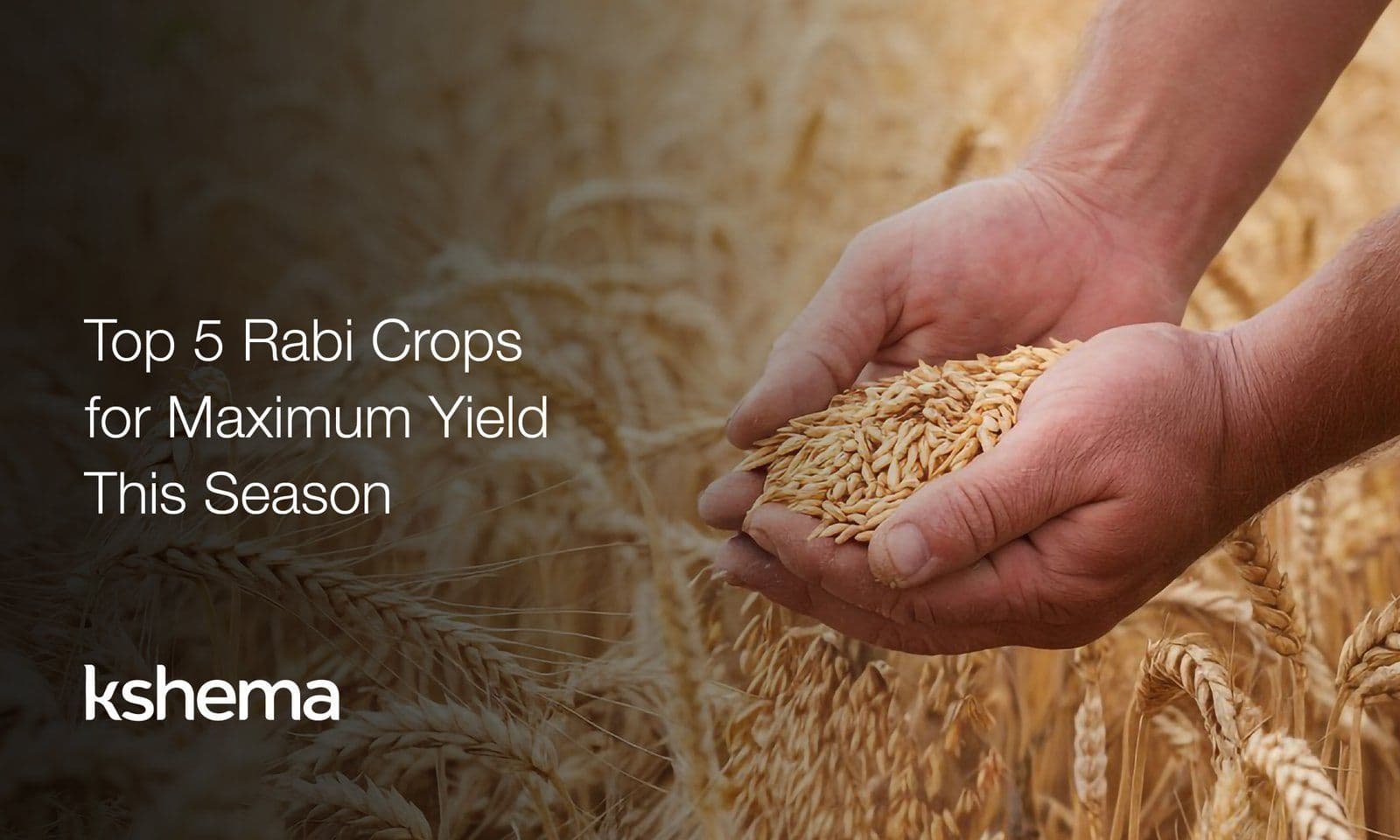 Best Rabi Crops in India (2026): Season, Examples & Profit Guide