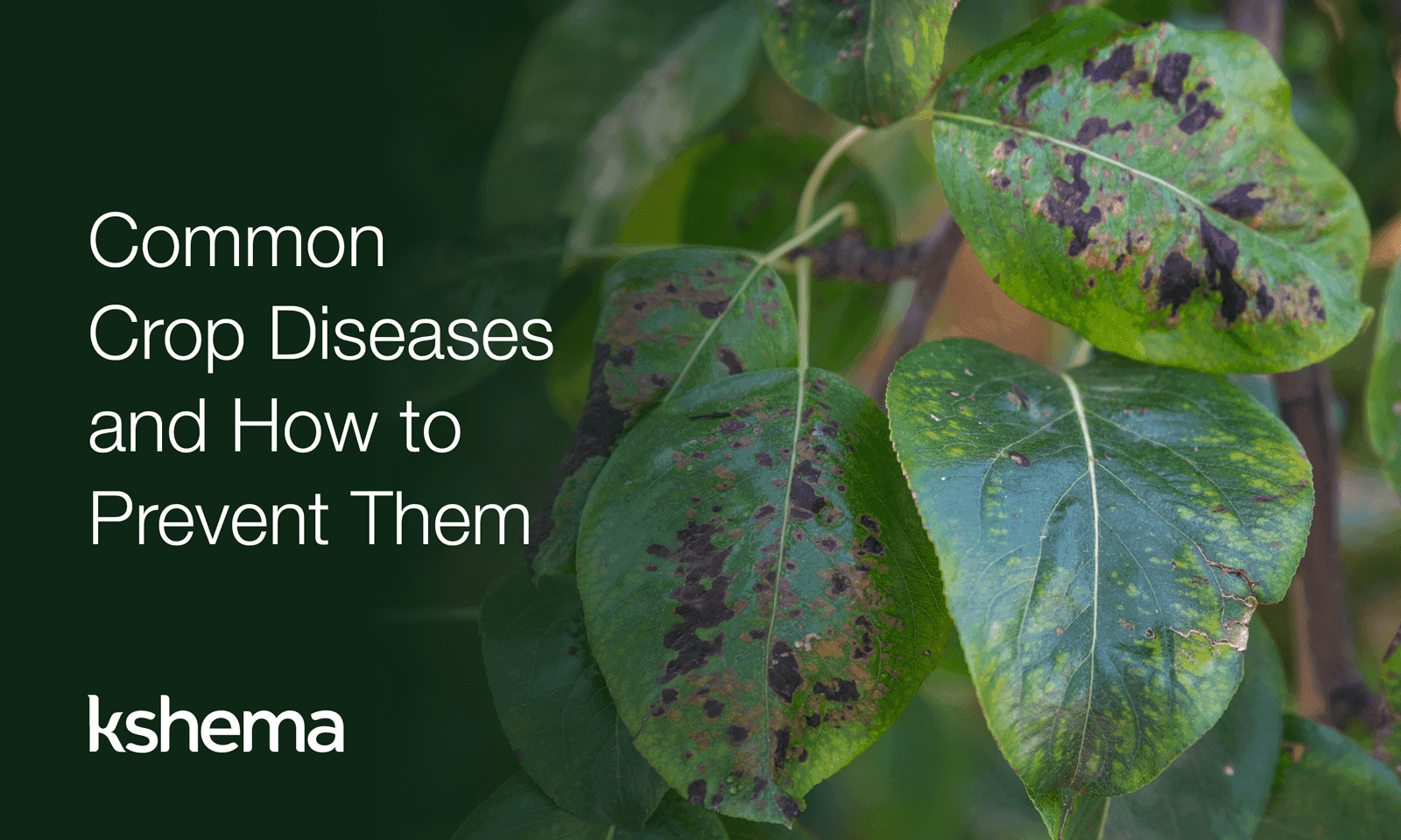 Common Crop Diseases & Prevention Methods – Simple Guide