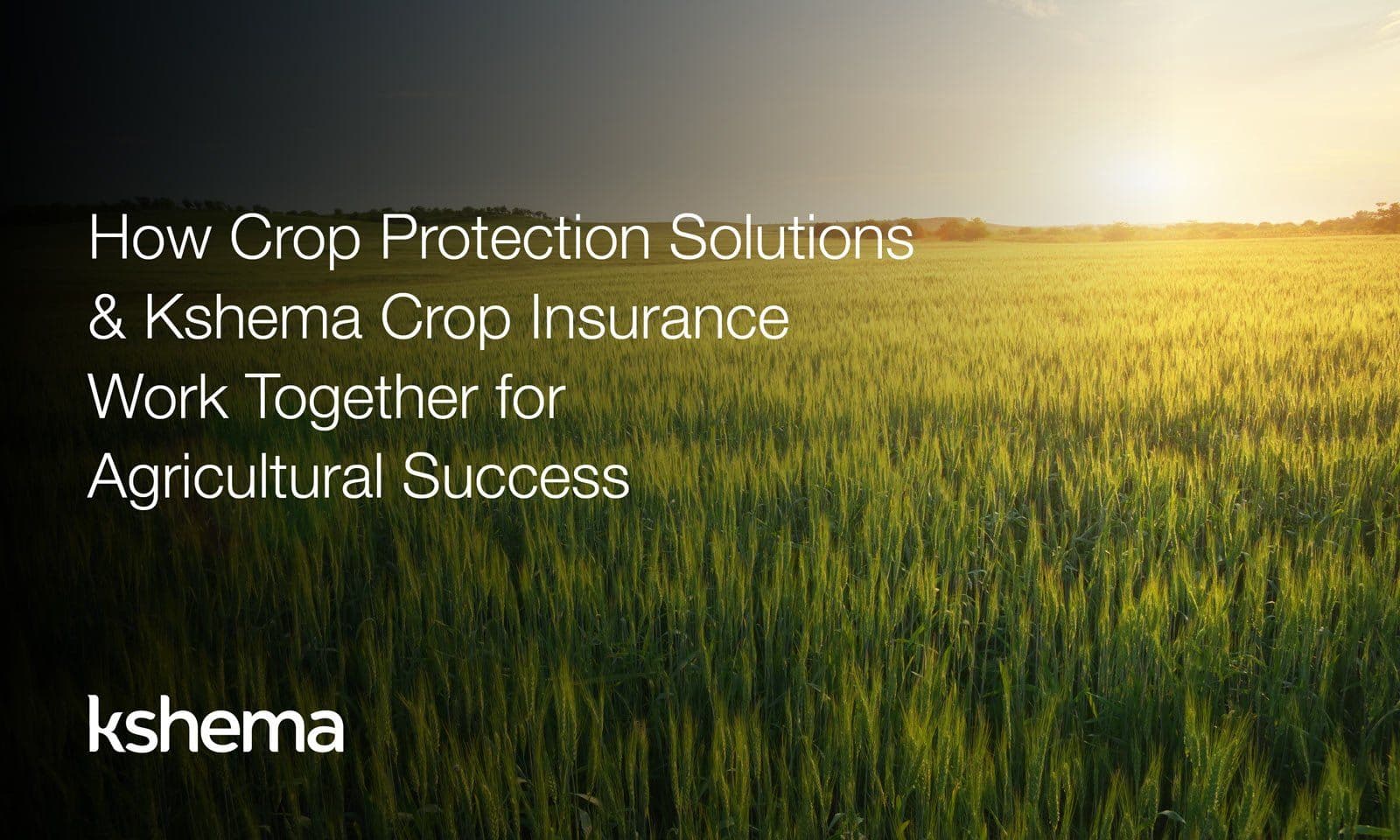 How Crop Protection Solutions and Crop Insurance Work Together for Agricultural Success