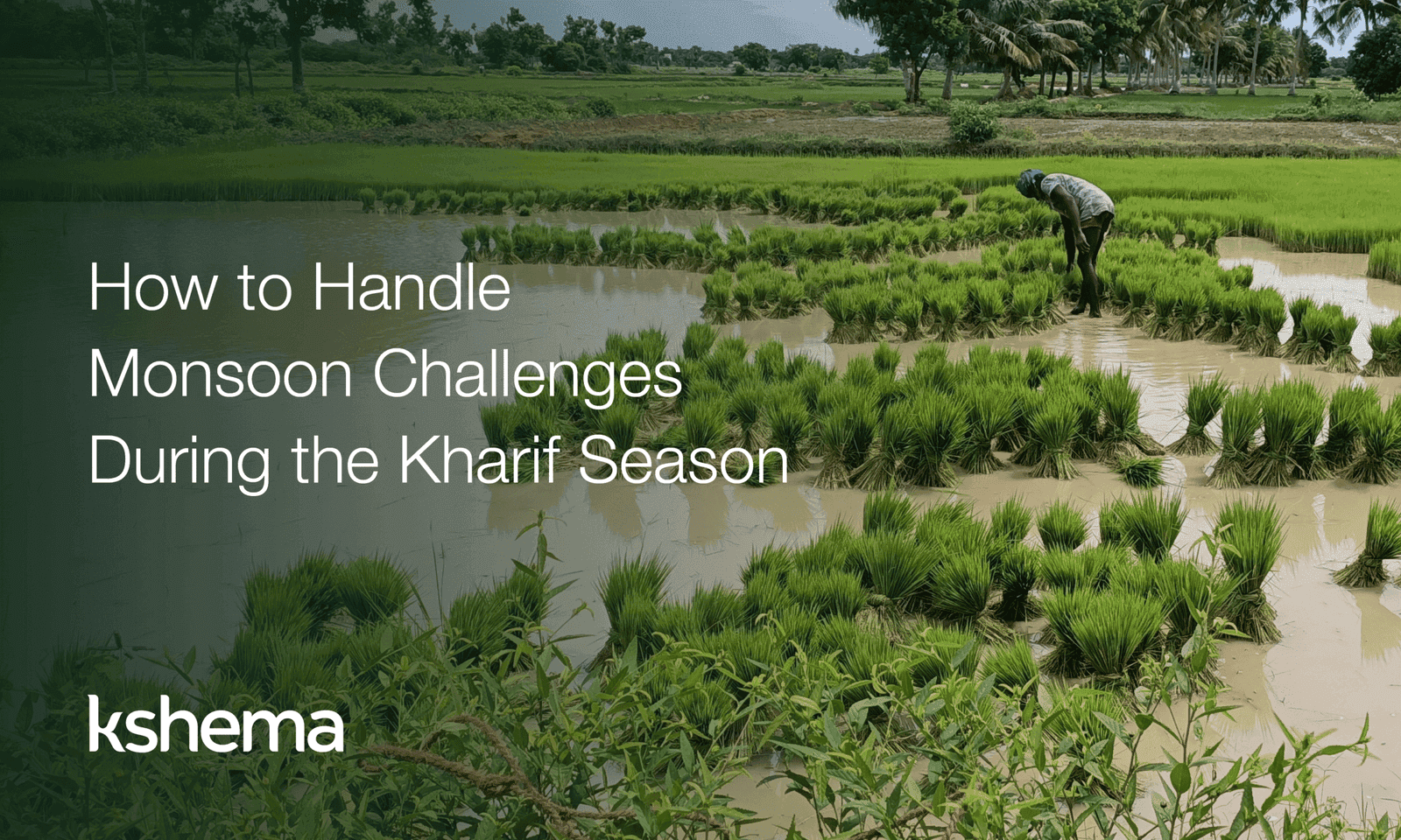 How to Handle Monsoon Challenges During the Kharif Season