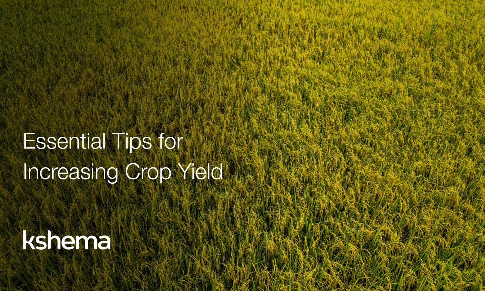 How to Improve Crop Yield: Simple Methods for 2026