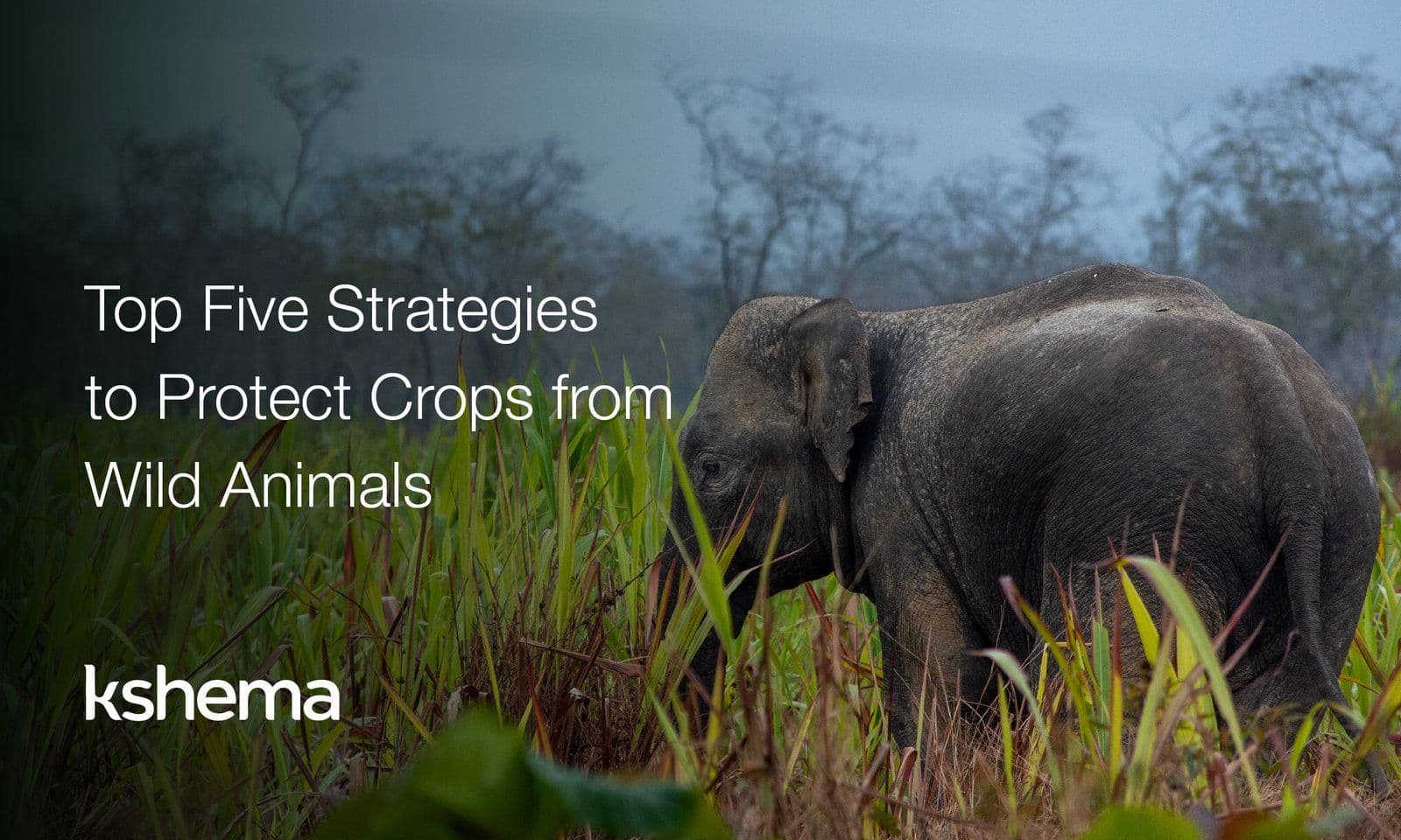 How to Protect Crops from Wild Animals Without Harm