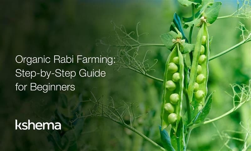 Organic Rabi Farming in India 2026: Crops, Practices & Risks