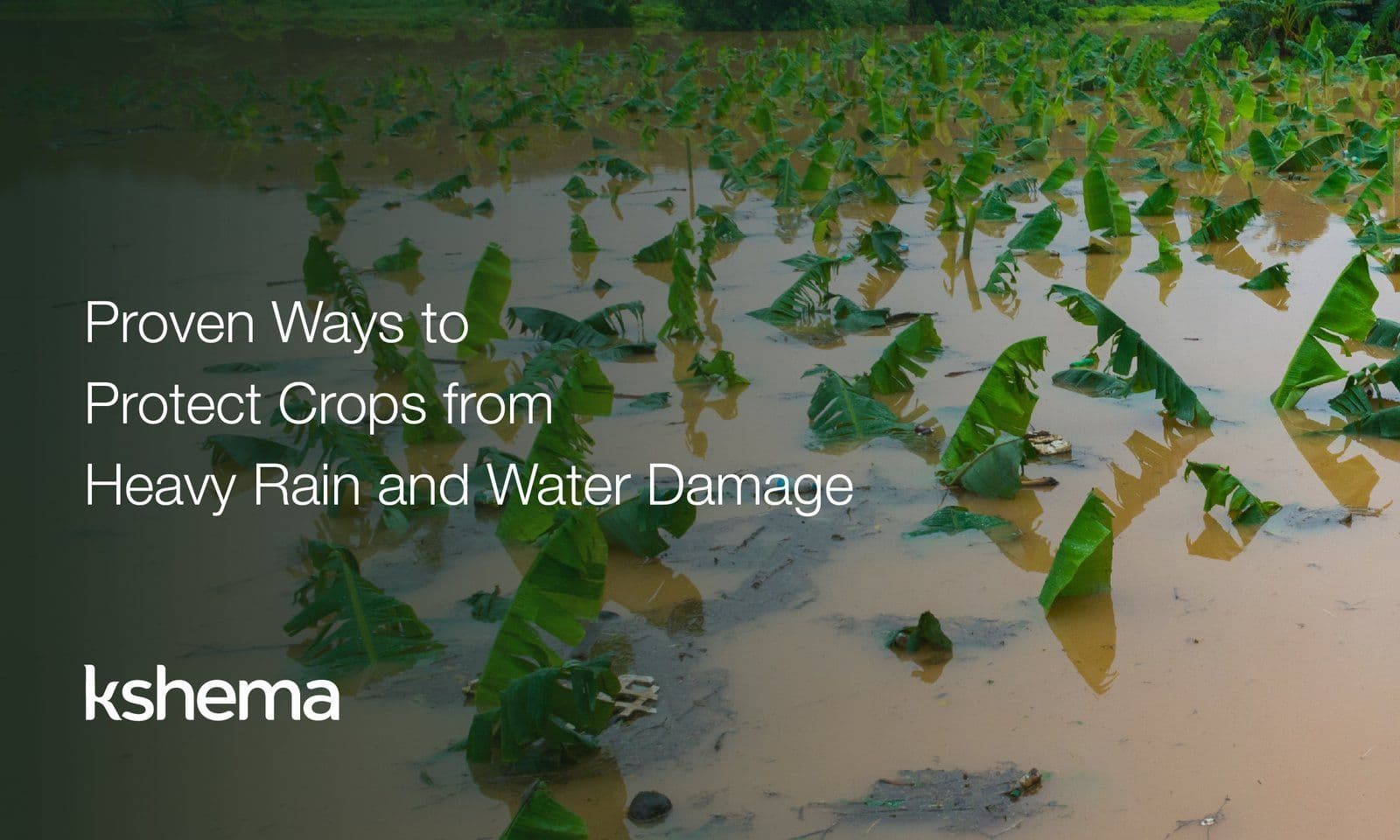 Proven Ways to Protect Crops from Heavy Rain and Water Damage