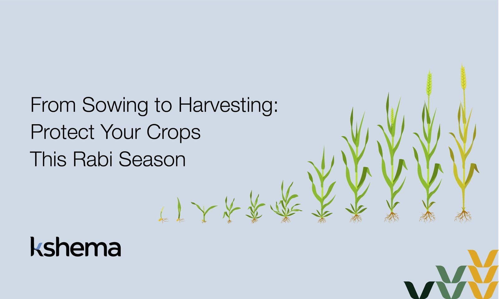 Rabi Season in India: Crops, Timeline, Risks and Insurance Benefits for 2026