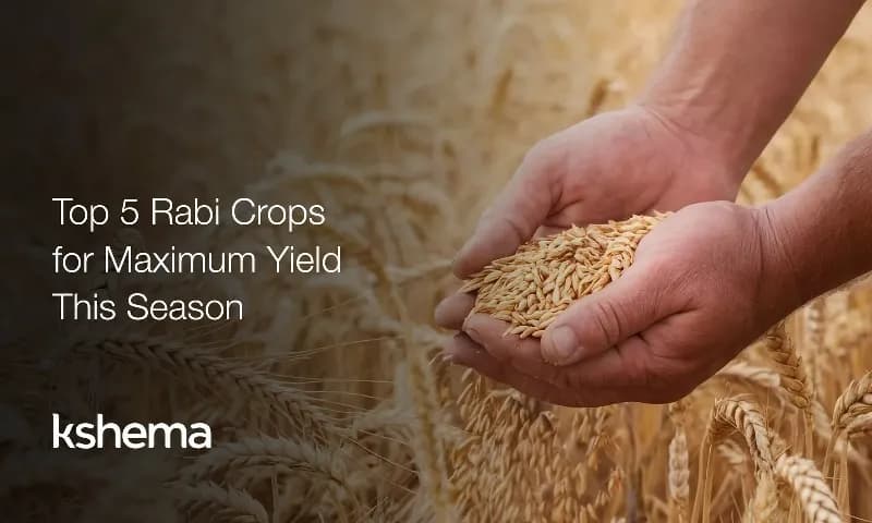 Top 5 Rabi Crops for Maximum Yield This Season