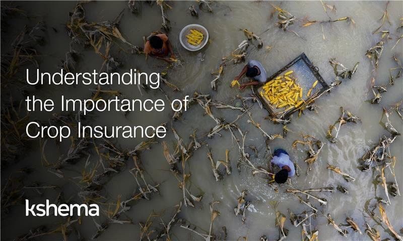 Understanding the Importance of Crop Insurance