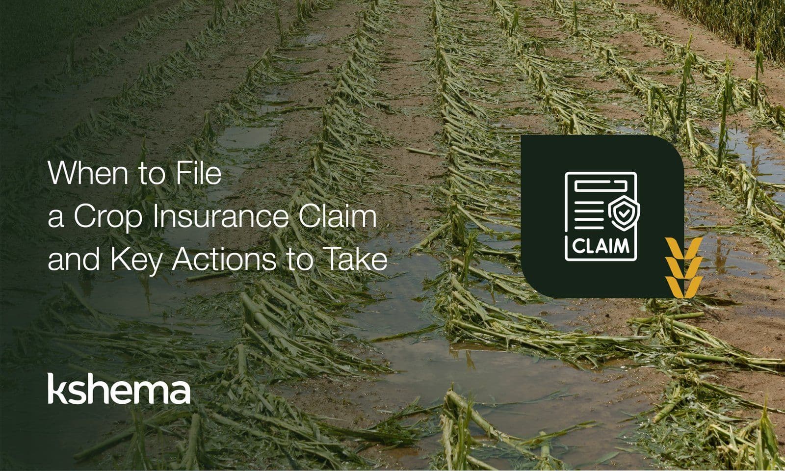 When to File a Crop Insurance Claim and Key Actions to Take